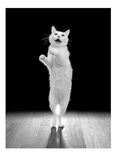 歌う猫（吉田さん撮影）