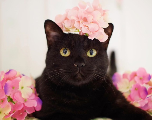 アジサイでオシャレしてみたよ