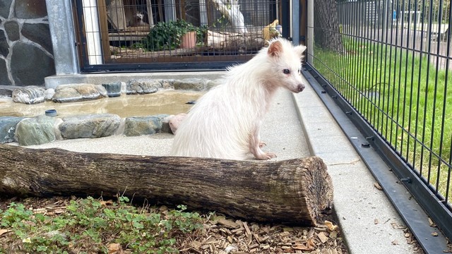夏毛のアキラさんはほっそり　写真提供：周南市徳山動物園