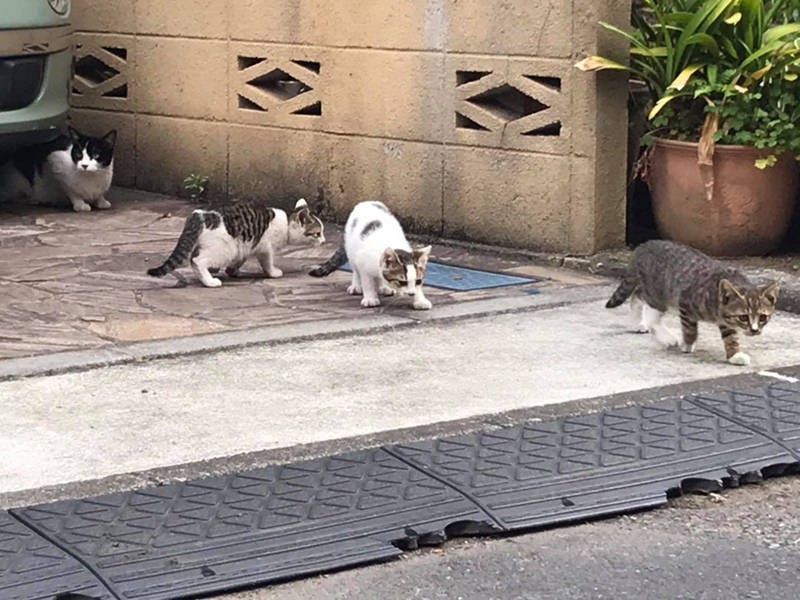 3兄妹を保護して、譲渡先を探すことに（母猫はTNRして地域猫に）