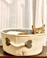 箱などに入るのも大好き。猫あるある