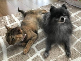 「猫捨てた！？」　その日に限って見せた愛犬のワガママが、子猫との出会いをくれた