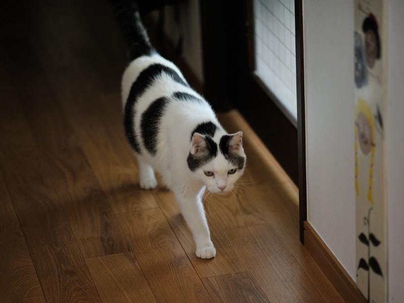 「今日はまだ300歩しか歩いてない」（小林写函撮影）