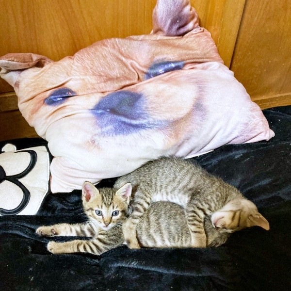 生後1カ月、ぴったりくっついて寝そべるマオくん、モモくん（画像提供：ぽりぽりさん）