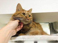 クリクリでまん丸な目が愛おしいとろろ　