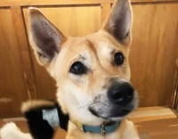 ピンと立った長い耳が特徴のムクロ