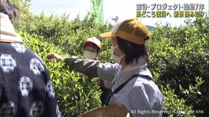 茶どころの復活を目指す　宮城・富谷市で新茶の摘み取り　江戸時代は生産が盛ん