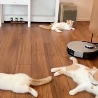 猫の親子に行く手を阻まれがちな「ロボット掃除機」（動画からキャプチャー／提供：エキゾのきなこさん。）