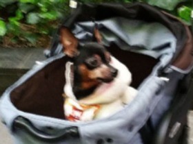 知らなかったカートの使い方　見つけたその日に即購入