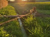 夕陽に照らされて更地にダイブしたティーくん（画像提供：柴犬ティーくん＆パパさん）