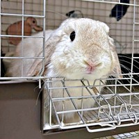 優しい性格のまふぃんくん。家族に笑顔をもたらしてくれる存在です（画像提供：まふぃん君さん）