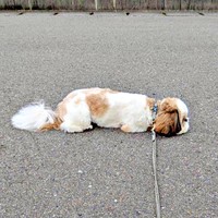 犬を見たらペチャンコに！ ズシくんの独特な「遊んでアピール」が話題に（画像提供：シーズーのズシさん）