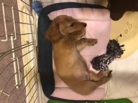 恐怖の惨状！破壊活動に拾い食い　ダックスの子犬の激しさに途方に暮れる