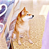 遠くを見つめ始めたようこちゃん（画像提供：シバシバお豆さん）