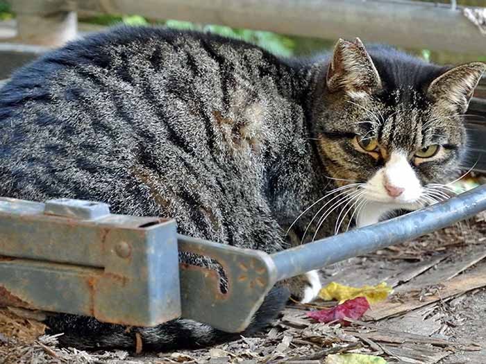 TNR済みの町ねこ。耳カットが目印（中島さん提供）