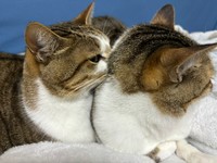 レモンちゃんの首に鼻をつっこむソーダくん。これが飼い主さんが1番好きな写真だという（飼い主さん提供）