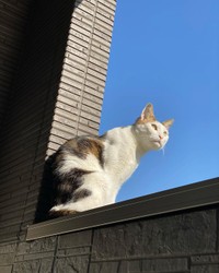 日向ぼっこ気持ちいいにゃ