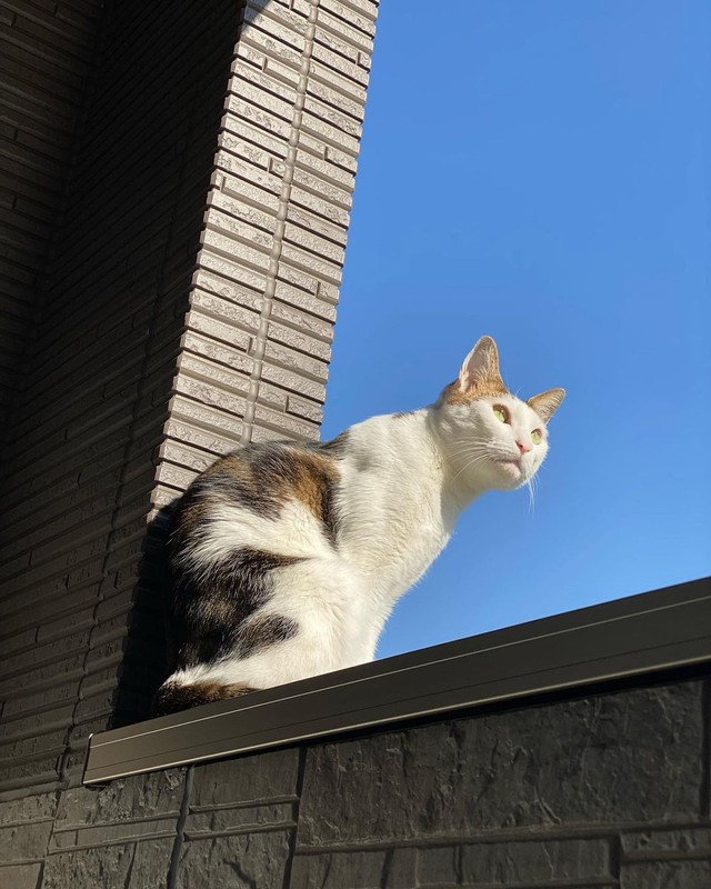 日向ぼっこ気持ちいいにゃ