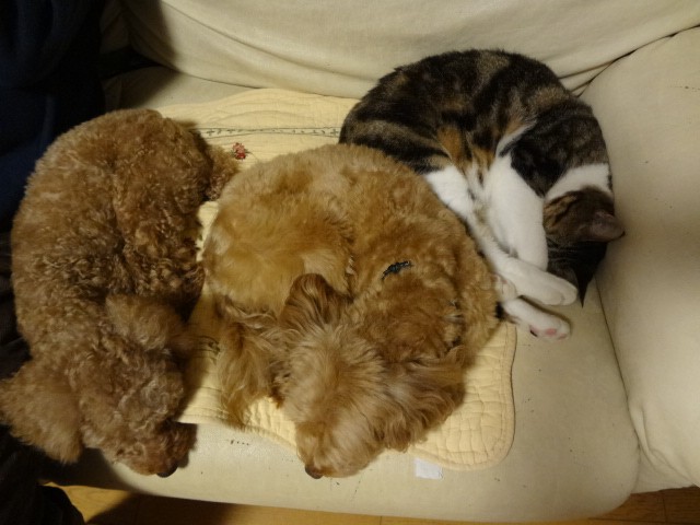 あれ？猫も寝てる（ＣＡＰＰチーム提供）