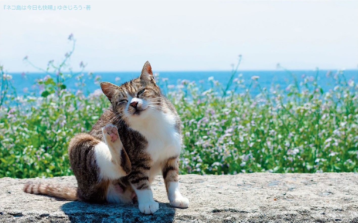 ネコちゃん photo photo ネコちゃん