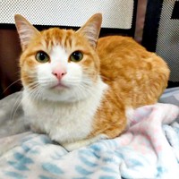 保護直後、威嚇することなく喉をゴロゴロ鳴らしていたチョロすけくん（画像提供：まめたろさん）