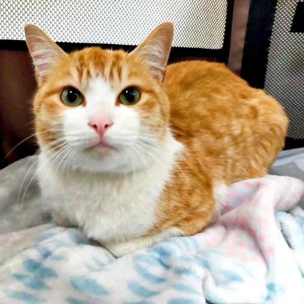 保護直後、威嚇することなく喉をゴロゴロ鳴らしていたチョロすけくん（画像提供：まめたろさん）