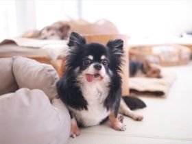 パナソニック保護犬猫譲渡会　認定NPO法人てとてとしっぽから参加予定の犬たち（５） 