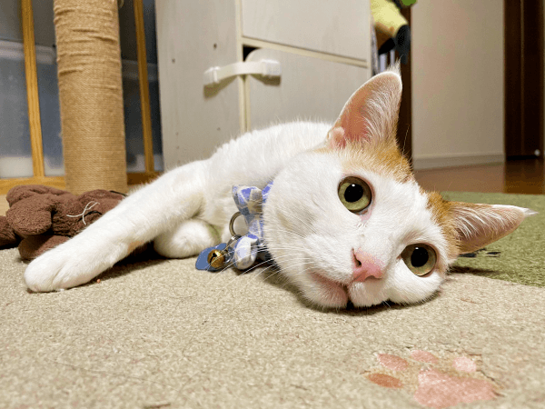 のんびり寝そべるむぎちゃん（画像提供：むぎさん）