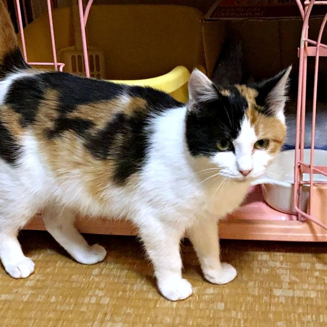 2023年、生後4カ月のとき迎えられたみくちゃん（画像提供：ねこ好きさゆりんさん）