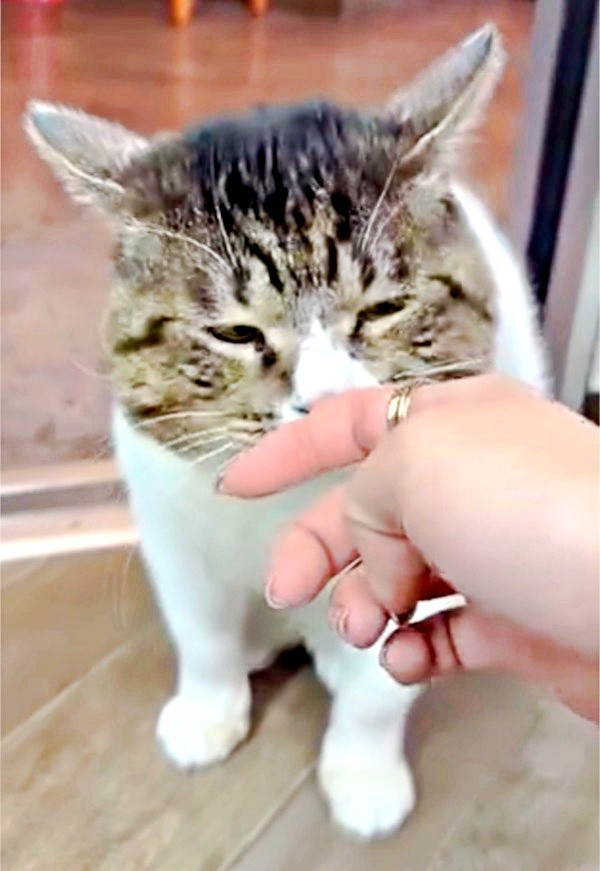 「撫でて」アピールするようになったボブくん（画像提供：元野良猫ボブさん）