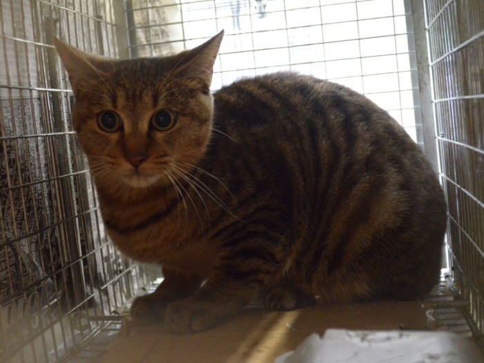 ゲージの中で手術を待つ猫