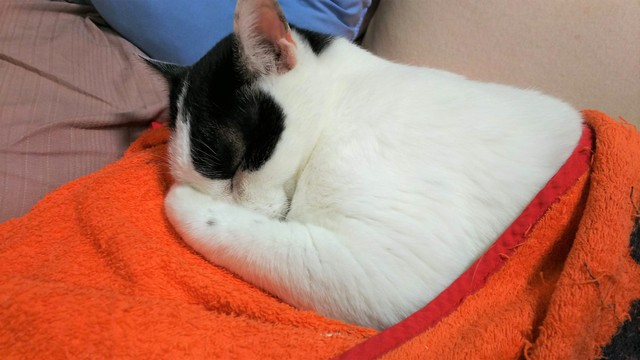 寝ている時も写真はあまり撮らせてくれません