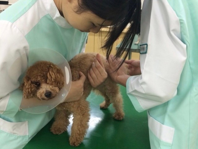 実習のお手伝いをするクッキー。波戸さん（左）が保定し、もう１人が体温を測定する（波戸さん提供）