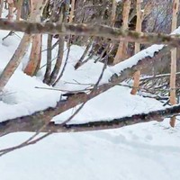 ほぼ真っ白な雪面が画面いっぱいに広がります（画像提供：少年さん）