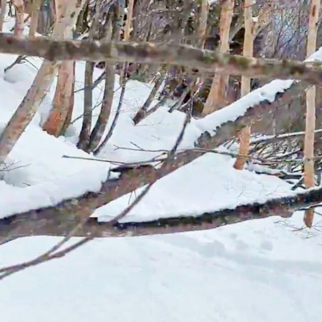 ほぼ真っ白な雪面が画面いっぱいに広がります（画像提供：少年さん）