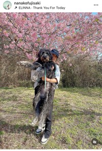 藤崎奈々子インスタグラム＠nanakofujisakiより