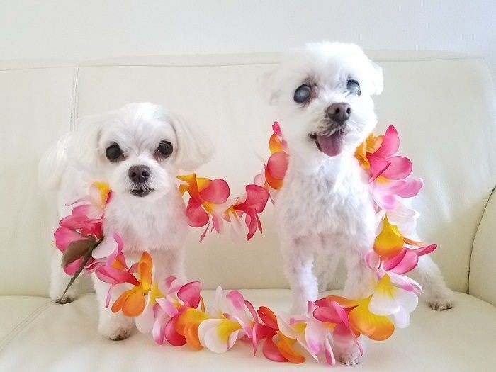 Aloha Ｏe  僕の愛を君に…