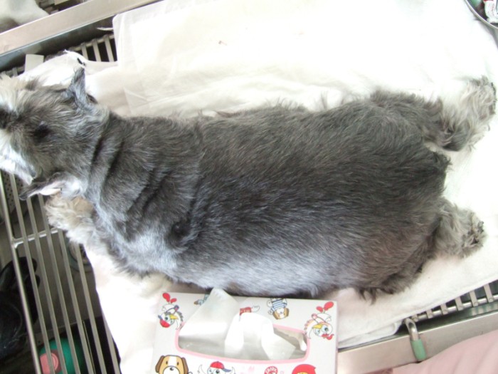 減量前のカナちゃんを上から撮った写真。サイズ感がわかるよう、ティッシュボックスを横に置いている（秋山さん提供）