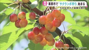 サクランボの収穫が盛ん　観光客がサクランボ狩りを楽しむ　宮城・栗原市