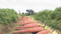 「金時にんじん」の収穫が最盛期　坂出市林田町　