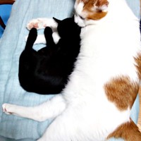 コタローくんと寄り添って眠る子猫時代のナツちゃん（画像提供：ミキサーさん）