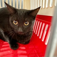 キャリーバッグに入ったクロミ姫ちゃん（画像提供：安田武史さん）