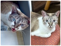 ネコチャン、こんなにお顔が変わりました（画像提供：なごみ庵さん）