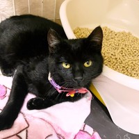 まだ1歳に満たないテテちゃん。日々成長中です（画像提供：つくきな ココテテさん）