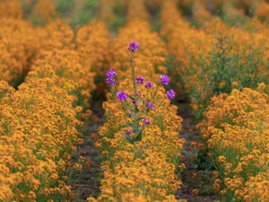 スーツに革靴のアドバイザーが言う「スニーカーもOK」に、私は溜息