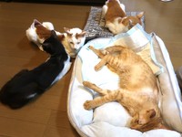 闘病中のトラ吉君を心配するきょうだい