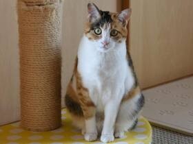 遊んで、かまって…　飼い主に届けとばかりにじーっと見つめる三毛猫「あたご」
