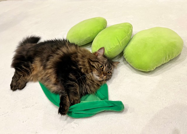 柏餅になる猫」大きな葉っぱに巻かれた猫がおいしそう！？「大きな柏餅