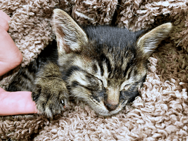 危険な道路からあたたかいお家へーー生後1カ月で保護されたるなちゃん（画像提供：むぎさん）