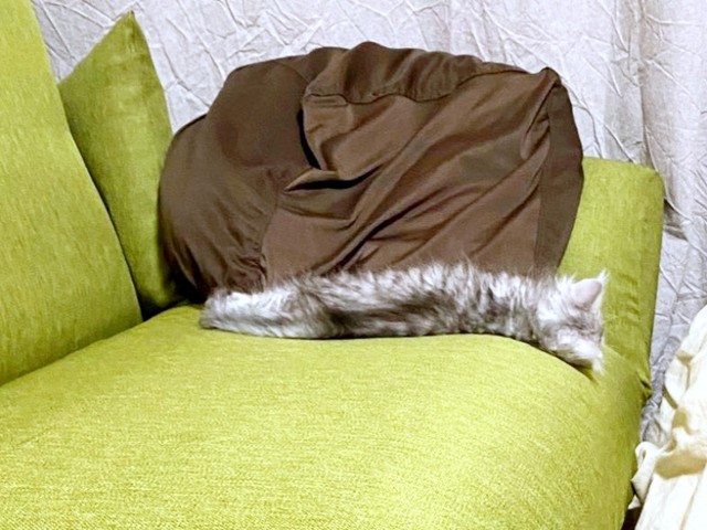 子猫時代、ソファの上でぐーんと伸びて眠るすぴさん（画像提供：すぴさん）